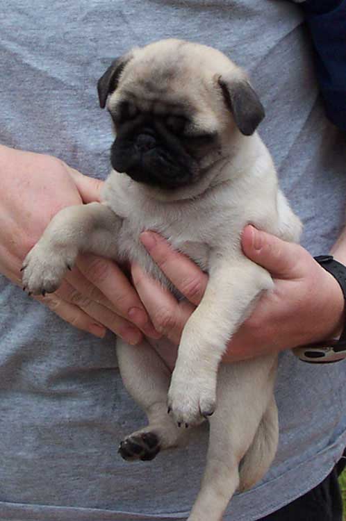 Little Sheba the Hug Pug Photo 00003