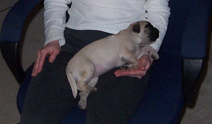 Little Sheba the Hug Pug Photo 00029