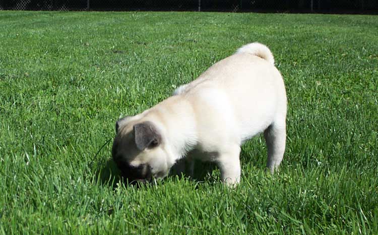 Little Sheba the Hug Pug Photo 00222