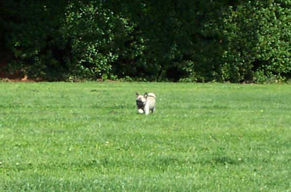 Little Sheba the Hug Pug Photo 00237