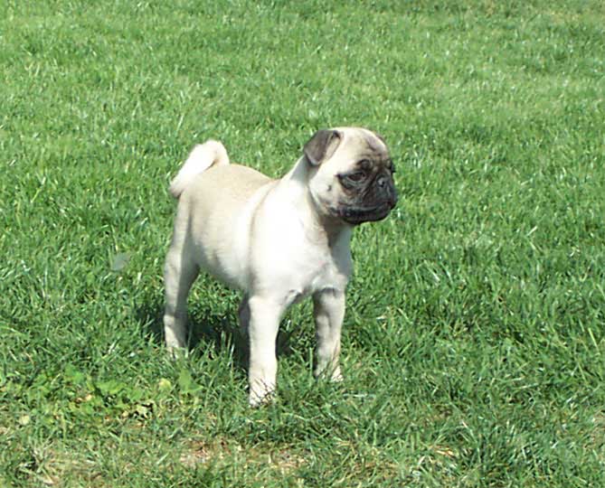 Little Sheba the Hug Pug Photo 00239