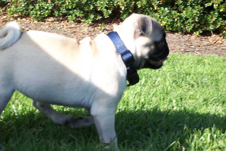 Little Sheba the Hug Pug Photo 00246