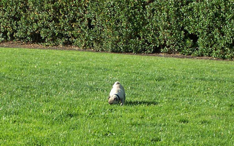 Little Sheba the Hug Pug Photo 00250