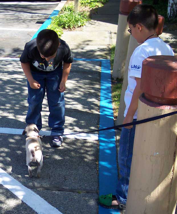 Little Sheba the Hug Pug Photo 00360