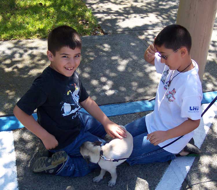 Little Sheba the Hug Pug Photo 00363