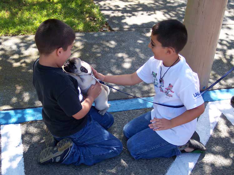 Little Sheba the Hug Pug Photo 00365
