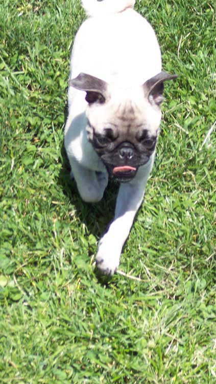 Little Sheba the Hug Pug Photo 00389