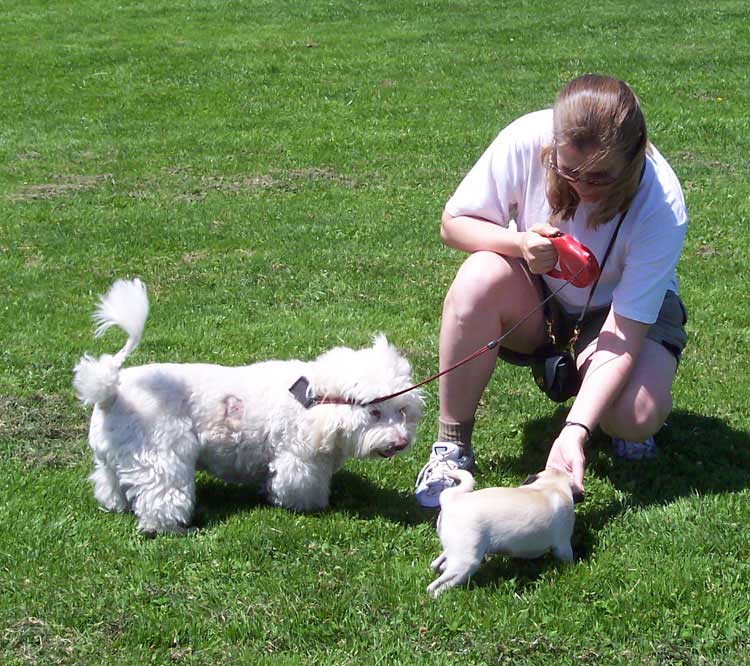 Little Sheba the Hug Pug Photo 00396
