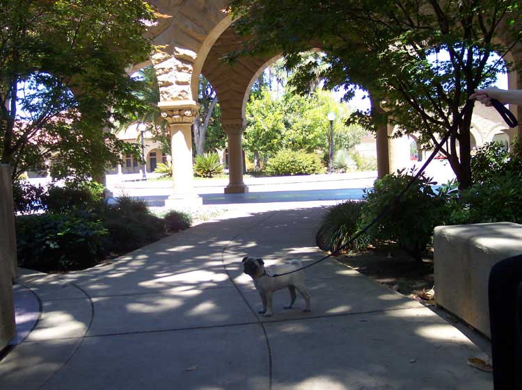 Little Sheba the Hug Pug Photo 00468