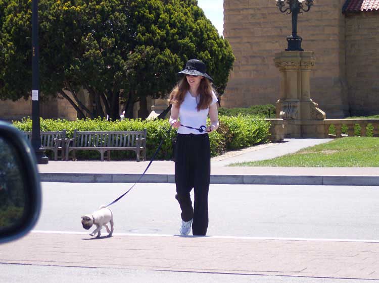 Little Sheba the Hug Pug Photo 00488