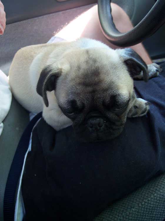 Little Sheba the Hug Pug Photo 00497