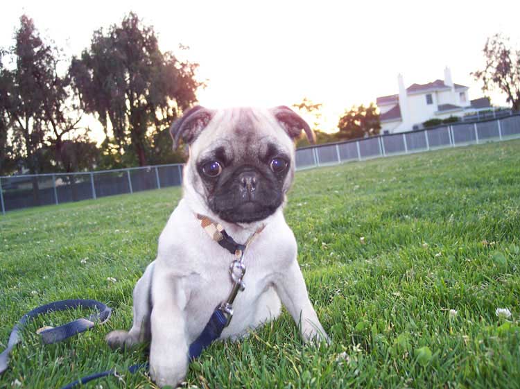 Little Sheba the Hug Pug Photo 00556