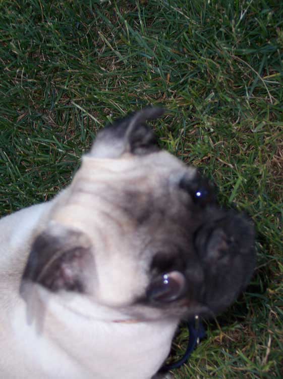 Little Sheba the Hug Pug Photo 00565