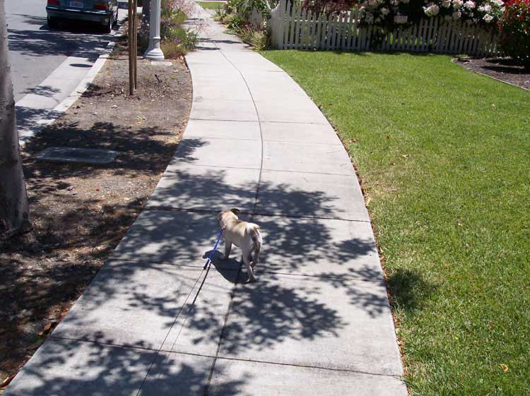 Little Sheba the Hug Pug Photo 00585