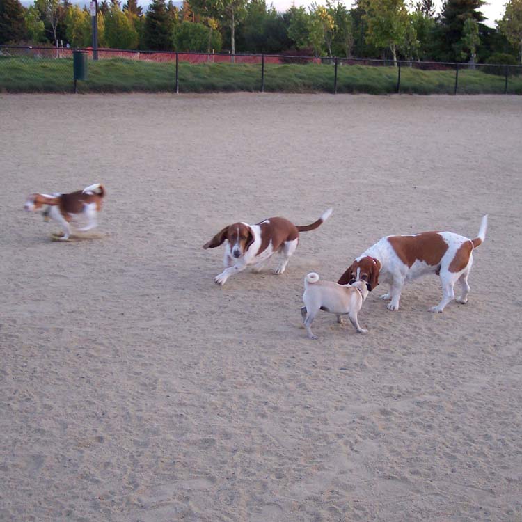 Little Sheba the Hug Pug Photo 01066