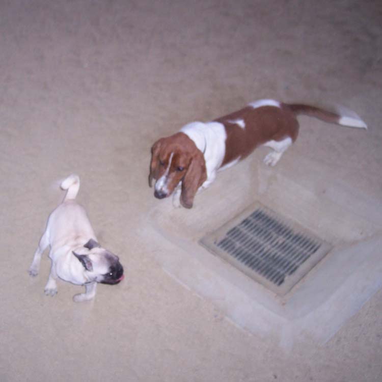 Little Sheba the Hug Pug Photo 01085