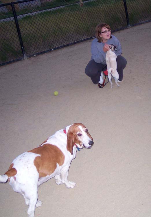 Little Sheba the Hug Pug Photo 01089