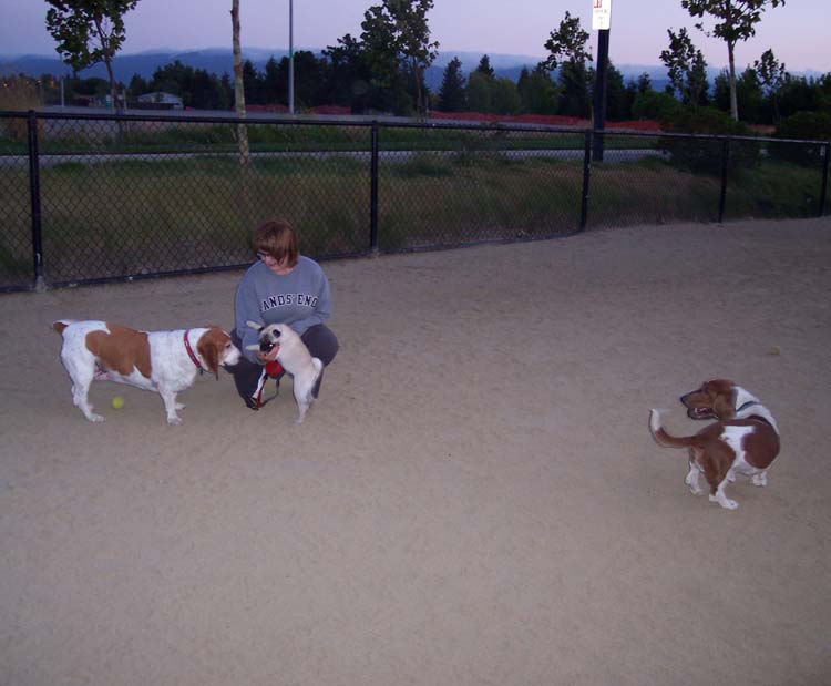 Little Sheba the Hug Pug Photo 01090