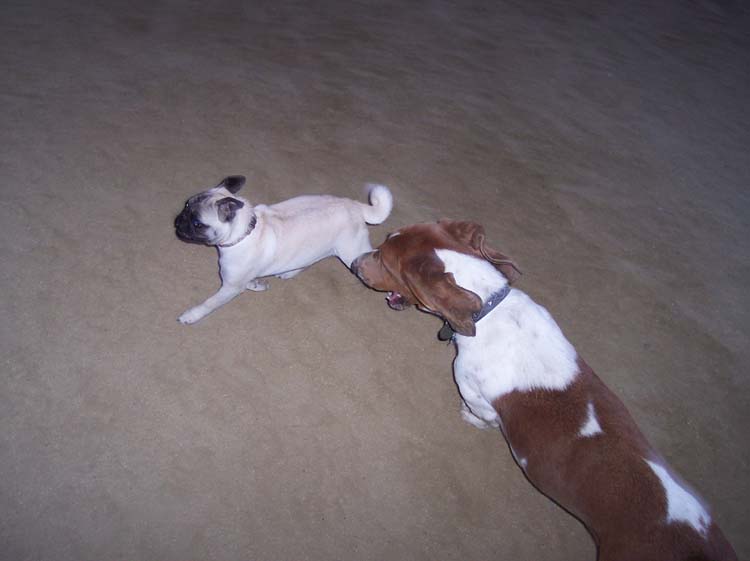 Little Sheba the Hug Pug Photo 01097