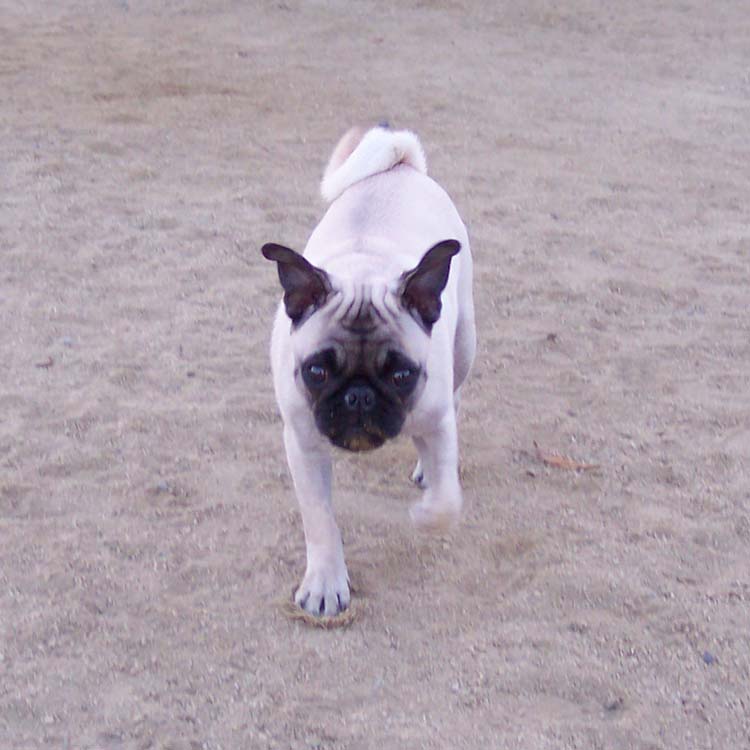 Little Sheba the Hug Pug Photo 01109