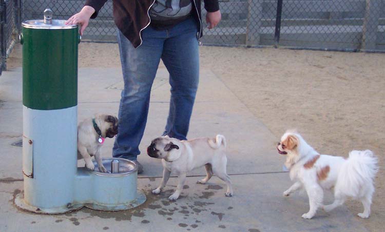 Little Sheba the Hug Pug Photo 01275