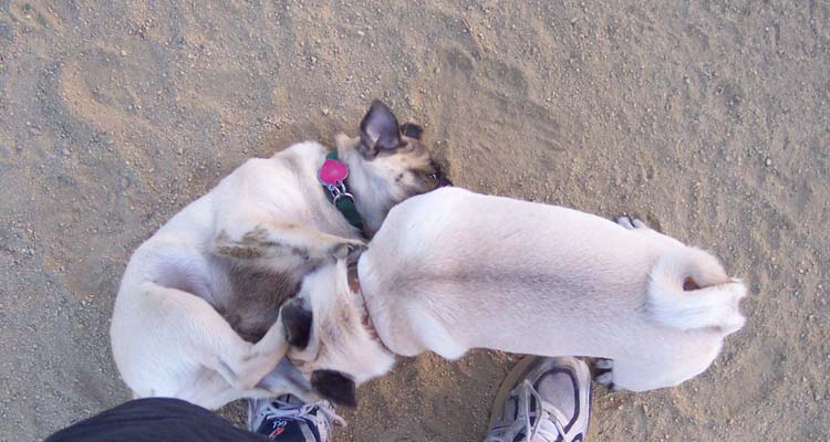 Little Sheba the Hug Pug Photo 01295