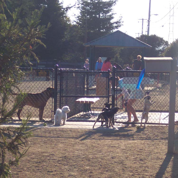 Little Sheba the Hug Pug Photo 01486